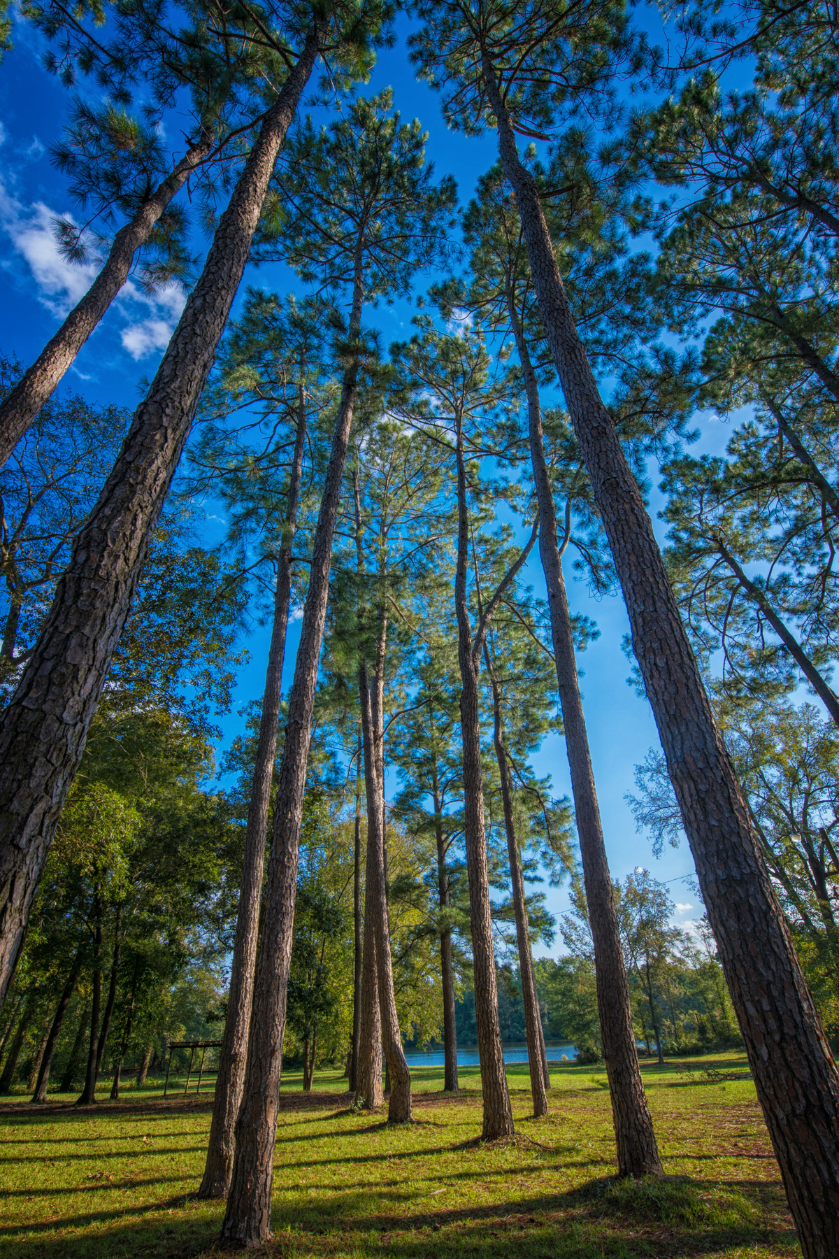 bass lake campground trees